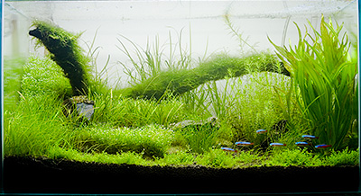Planted Nature Aquarium - Water Change Week 8 Day 56